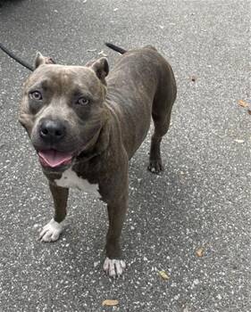 Rescue Mixed Breed Dogs for Adoption in Palmetto, Florida - BRODY | PetCurious