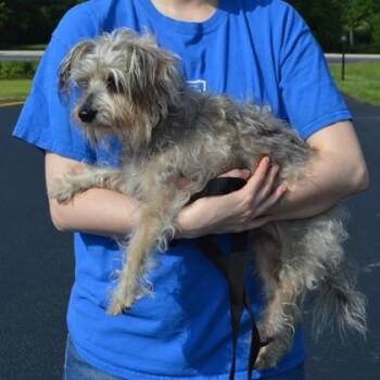 Trigger -  Yorkshire Terrier and Mixed Breed Dog for Adoption in Elk Grove Village, Illinois - Trigger | PetCurious
