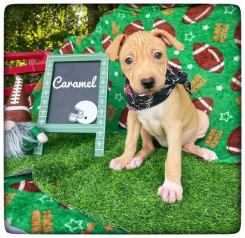 Caramel -  American Staffordshire Terrier Dog for Adoption in Sebring, Florida - Caramel | PetCurious
