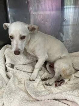Marilyn Monroe* -  Terrier and Mixed Breed Dog for Adoption in El Paso, Texas - Marilyn Monroe* | PetCurious