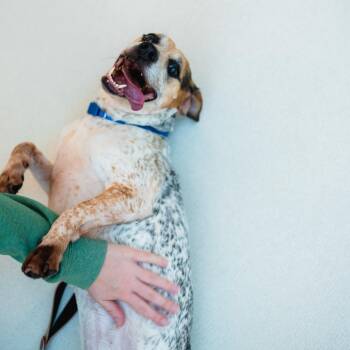 Summer -  Beagle and Hound Dog for Adoption in Warwick, Rhode Island - Summer | PetCurious