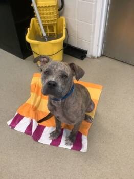 Rescue Pit Bull Terrier and Mixed Breed Dogs for Adoption in Fort Worth, Texas - Moo | PetCurious