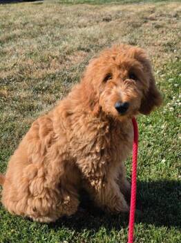 Aurora -  Golden Retriever and Standard Poodle Dog for Adoption in Malvern, Pennsylvania - Aurora | PetCurious