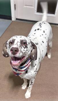 Zero -  Dalmatian Dog for Adoption in Douglas, Georgia - Zero | PetCurious