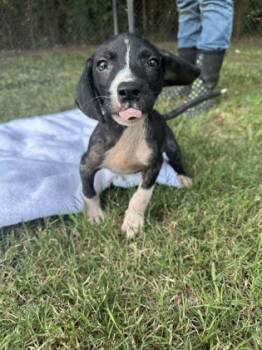 Rescue Labrador Retriever and Mixed Breed Dogs for Adoption in Moultrie, Georgia - Ester | PetCurious