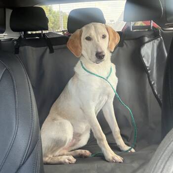 Rescue Labrador Retriever Dogs for Adoption in Klein, Texas - Sparky | PetCurious