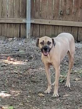 Ruby Doo -  Black Mouth Cur and Rhodesian Ridgeback Dog for Adoption in Joshua, Texas - Ruby Doo | PetCurious