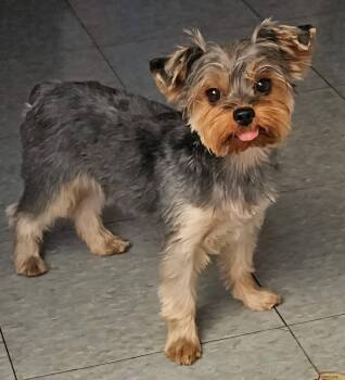Rescue Yorkshire Terrier Dogs for Adoption in Gardena, California - Ruby | PetCurious