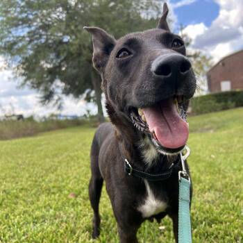 German Pinscher Dogs Available for Adoption - Clove  | PetCurious