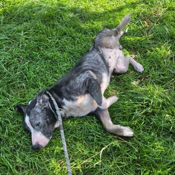 Ethel -  Mixed Breed Dog for Adoption in Binghamton, New York - Ethel | PetCurious