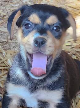 Rescue Manchester Terrier Dogs for Adoption in Lafayette, California - Cona | PetCurious