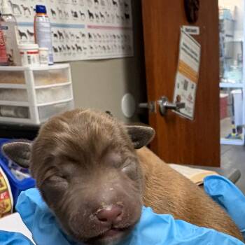 Mixed Breed Dogs Available for Adoption in Yuma, Arizona - Panama | PetCurious