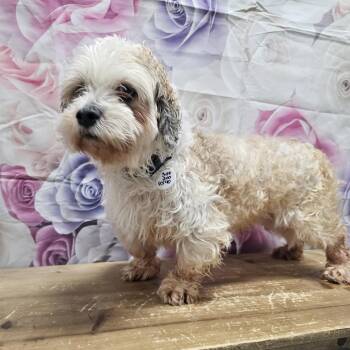 Lhasa Apso Dogs Available for Adoption - Caden | PetCurious