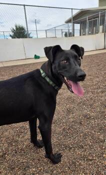 Mia -  Black Labrador Retriever and Carolina Dog Dog for Adoption in Black River Falls, Wisconsin - Mia | PetCurious