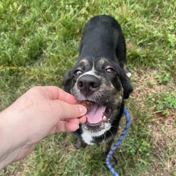 Hound and Labrador Retriever Dogs Available for Adoption in Roanoke, Virginia - Juno | PetCurious