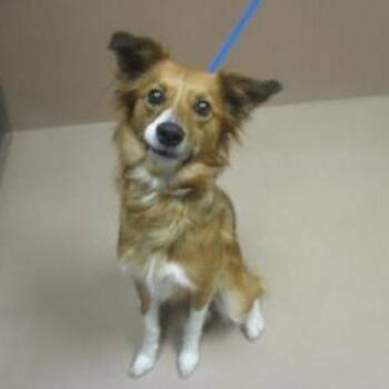Border Collie and Mixed Breed Dogs Available for Adoption in Reno, Nevada - Princess | PetCurious
