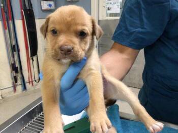 A1918526 -  German Shepherd Dog and Mixed Breed Dog for Adoption in Riverside, California - A1918526 | PetCurious