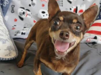 Penny -  Chihuahua Dog for Adoption in Fort Worth, Texas - Penny | PetCurious