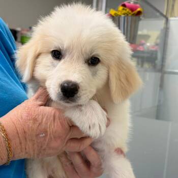 Cyclops -  Great Pyrenees Dog for Adoption in Greensboro, Georgia - Cyclops | PetCurious