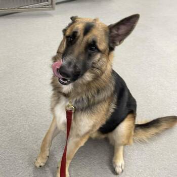 German Shepherd Dog and Mixed Breed Dogs Available for Adoption - Zeke D10632 | PetCurious