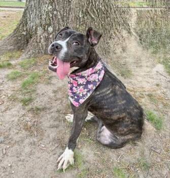 Mixed Breed Dogs Available for Adoption in West Chester, Pennsylvania - Poppi | PetCurious