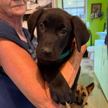 Franklin (PUPPY) -  German Shepherd Dog Dog for Adoption in Greeneville, Tennessee - Franklin (PUPPY) | PetCurious