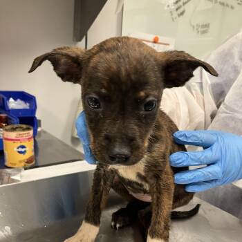 Mew -  Mixed Breed Dog for Adoption in Greenville, South Carolina - Mew | PetCurious