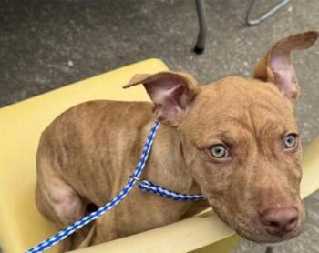 Rescue Mixed Breed Dogs for Adoption in Maumee, Ohio - Zion | PetCurious