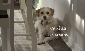 Vanilla ice cream -  Miniature Schnauzer Dog for Adoption in Las Vegas, Nevada - Vanilla Ice Cream | PetCurious