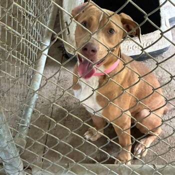 Sue Flay -  Mixed Breed Dog for Adoption in Gadsden, Alabama - Sue Flay | PetCurious