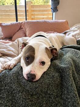 Chico -  Mixed Breed and Pit Bull Terrier Dog for Adoption in Austin, Texas - Chico | PetCurious