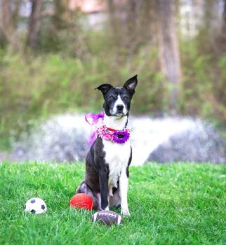 Border Collie Dogs Available for Adoption in Coatesville, Pennsylvania - Bailey | PetCurious