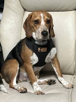 Beagle Dogs Available for Adoption - Linus (COURTESY POST) | PetCurious