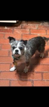 Cinnamon -  Shih Tzu and Mixed Breed Dog for Adoption in Fort Worth, Texas - Cinnamon | PetCurious