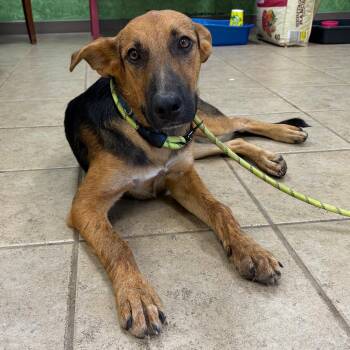 Fred -  Shepherd and Doberman Pinscher Dog for Adoption in Palestine, Texas - Fred | PetCurious