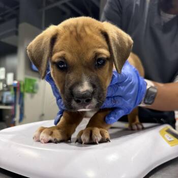 Melvin -  Hound and Mixed Breed Dog for Adoption in Tampa, Florida - Melvin | PetCurious