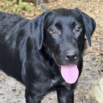 Juniper -  Black Labrador Retriever Dog for Adoption in Meherrin, Virginia - Juniper | PetCurious