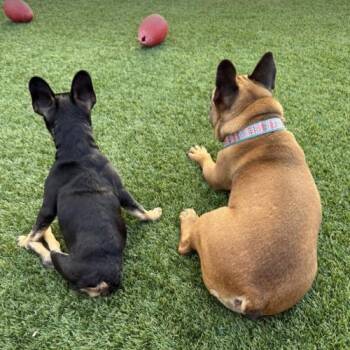 French Bulldog Dogs Available for Adoption in Austin, Texas - Georgie | PetCurious