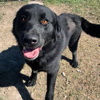 Labrador Retriever Dogs Available for Adoption in Lindon, Utah - Bear | PetCurious