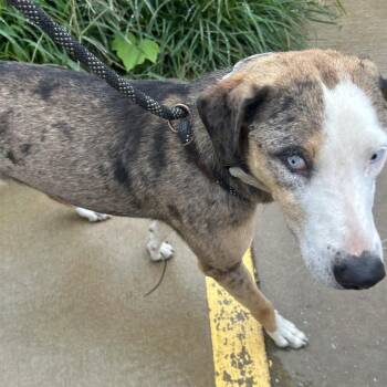 Missy -  Mixed Breed Dog for Adoption in Auburn, Alabama - Missy | PetCurious