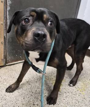 Rumble -  Rottweiler and Mixed Breed Dog for Adoption in Saint Clairsville, Ohio - Rumble | PetCurious