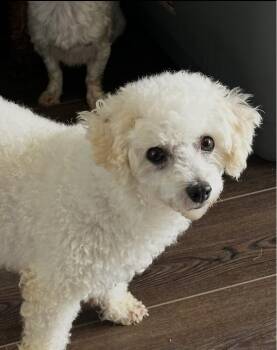 Angela -  Bichon Frise Dog for Adoption in Washington, District Of Columbia - Angela | PetCurious