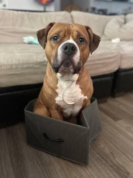 Kenai -  American Staffordshire Terrier and American Bully Dog for Adoption in Olympia, Washington - Kenai | PetCurious
