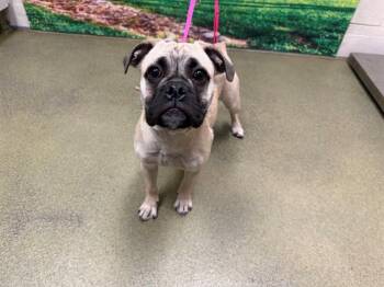 A551474 -  Pug and Beagle Dog for Adoption in Moreno Valley, California - A551474 | PetCurious