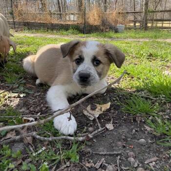 Mixed Breed Dogs Available for Adoption - Portia | PetCurious