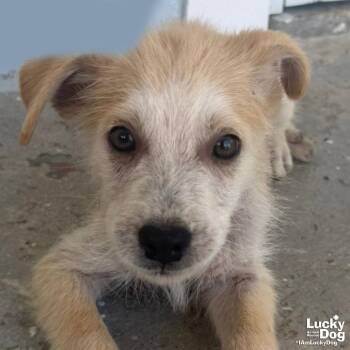 Gatsby -  Shepherd and Terrier Dog Available for Adoption in Washington, District Of Columbia - Gatsby | PetCurious