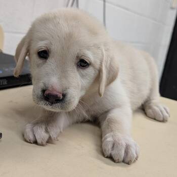 Charolette -  Great Pyrenees and Black Labrador Retriever Dog for Adoption in Ardmore, Oklahoma - Charolette | PetCurious