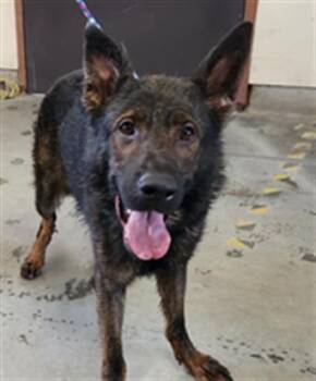 Rescue German Shepherd Dog Dogs for Adoption in Camarillo, California - JIMOTHY | PetCurious