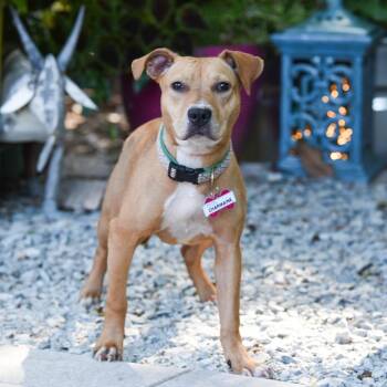 Charmaine -  Labrador Retriever Dog for Adoption in Wake Forest, North Carolina - Charmaine | PetCurious