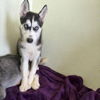 2905 Raya -  Husky and Mixed Breed Dog for Adoption in Loxahatchee Groves, Florida - 2905 Raya | PetCurious